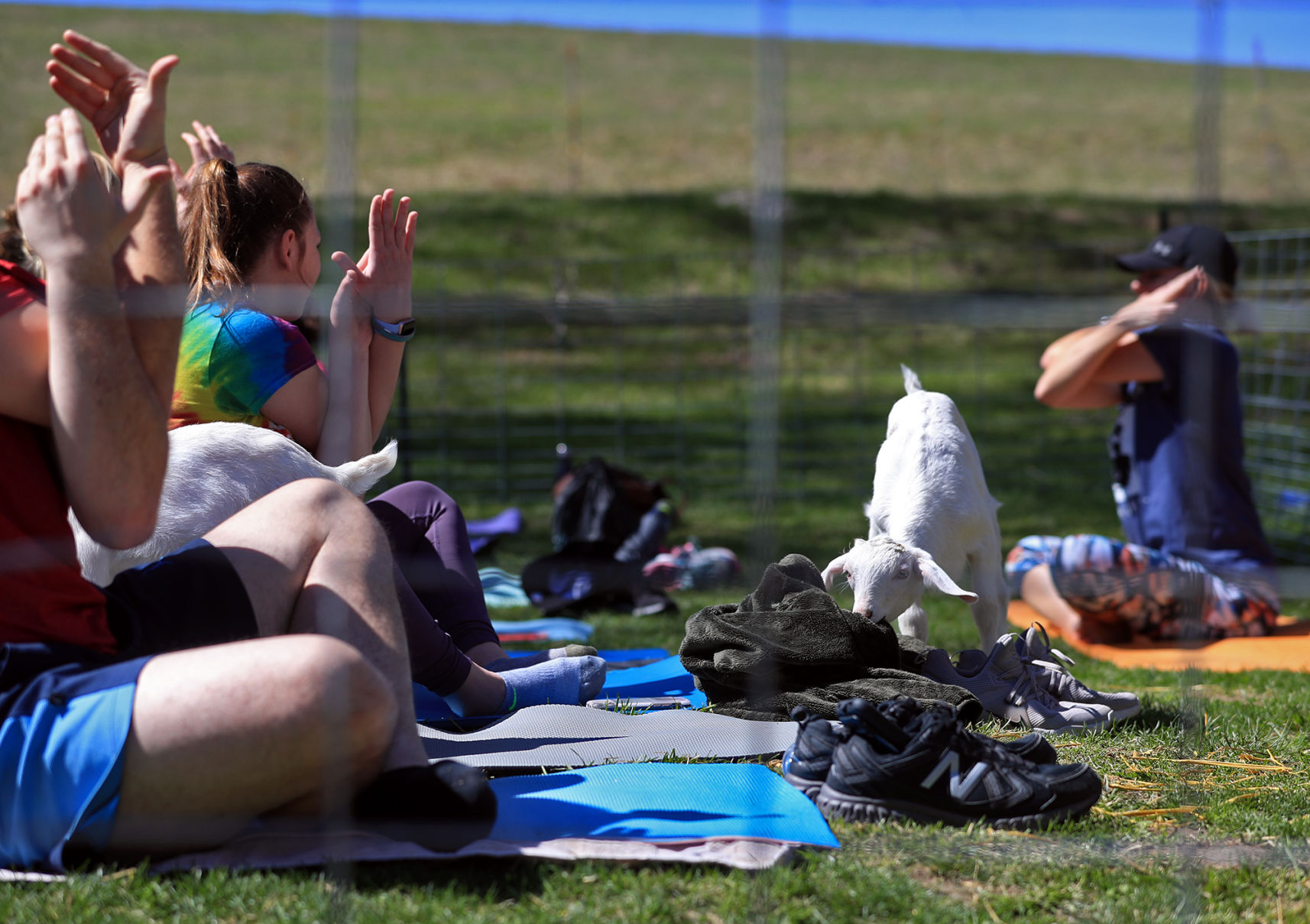 Namaste Goat Yoga